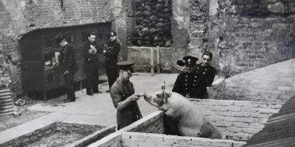 Pigs at 35 Lincoln's Inn Fields