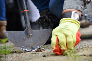 A close-up of a volunteer weeding