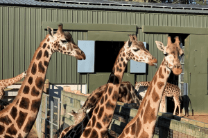 Giraffes at Woburn Safari Park